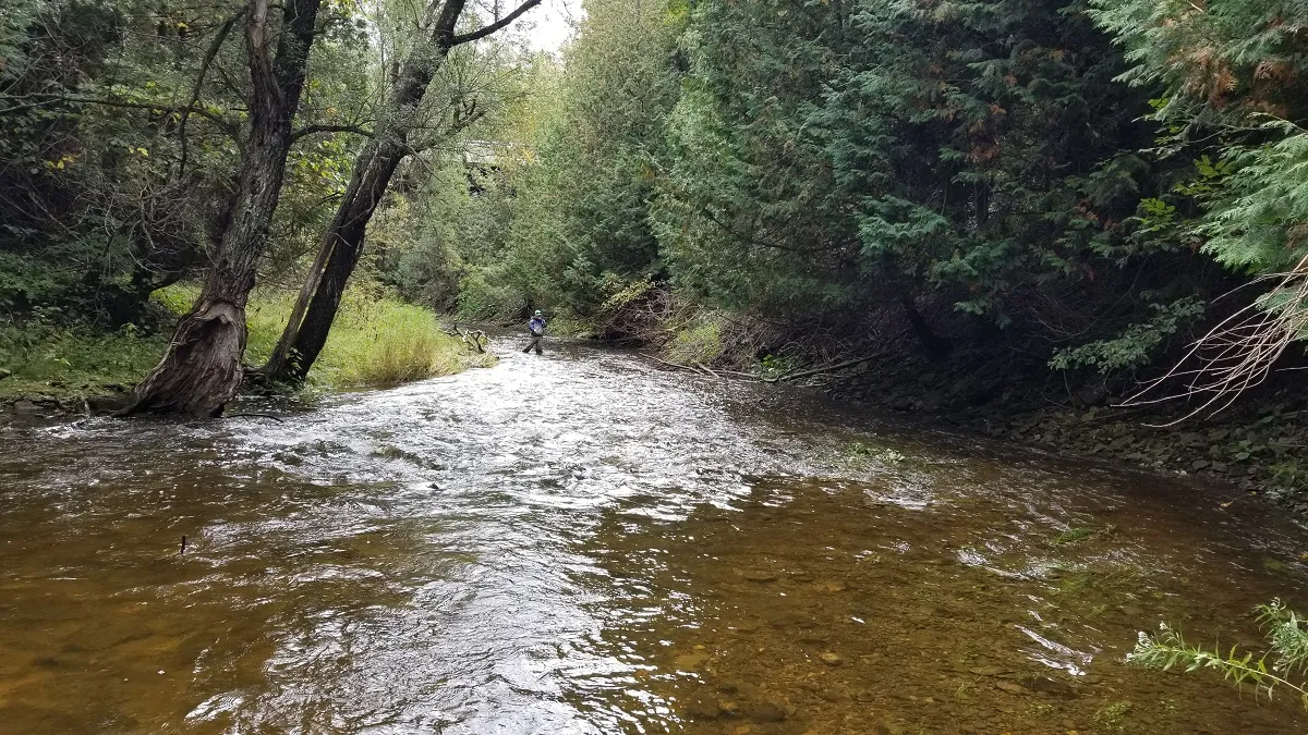 An angler wading the Boyne River in Dufferin County in autumn, casting into fast water below cedar-lined banks.