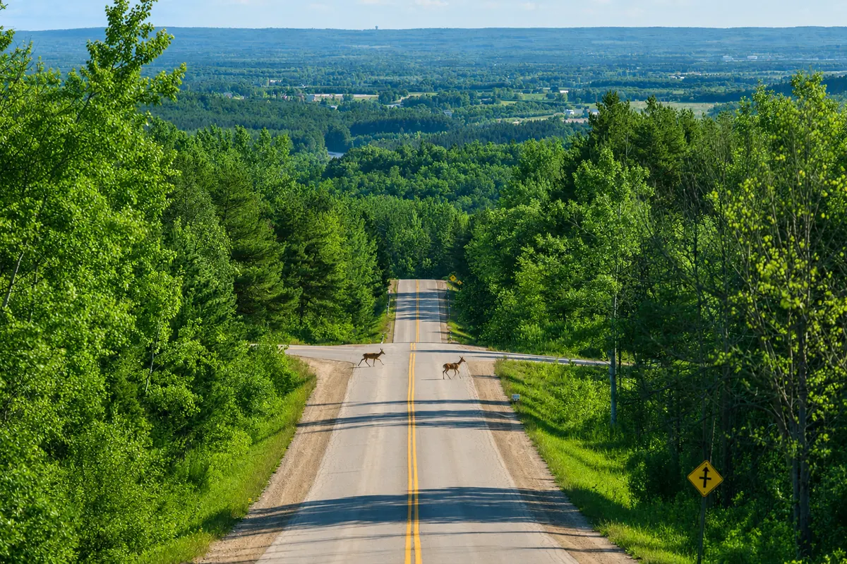 Two deer crossing a quiet paved road that runs downhill through the forest, with the Dufferin countryside spread out to the horizon beyond.