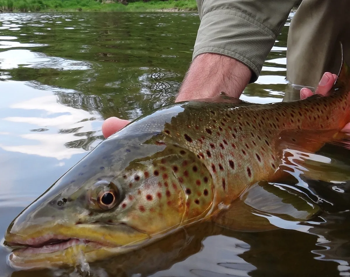 A large brown trout with heavy black and red spotting held just under the surface of the Grand River before release.