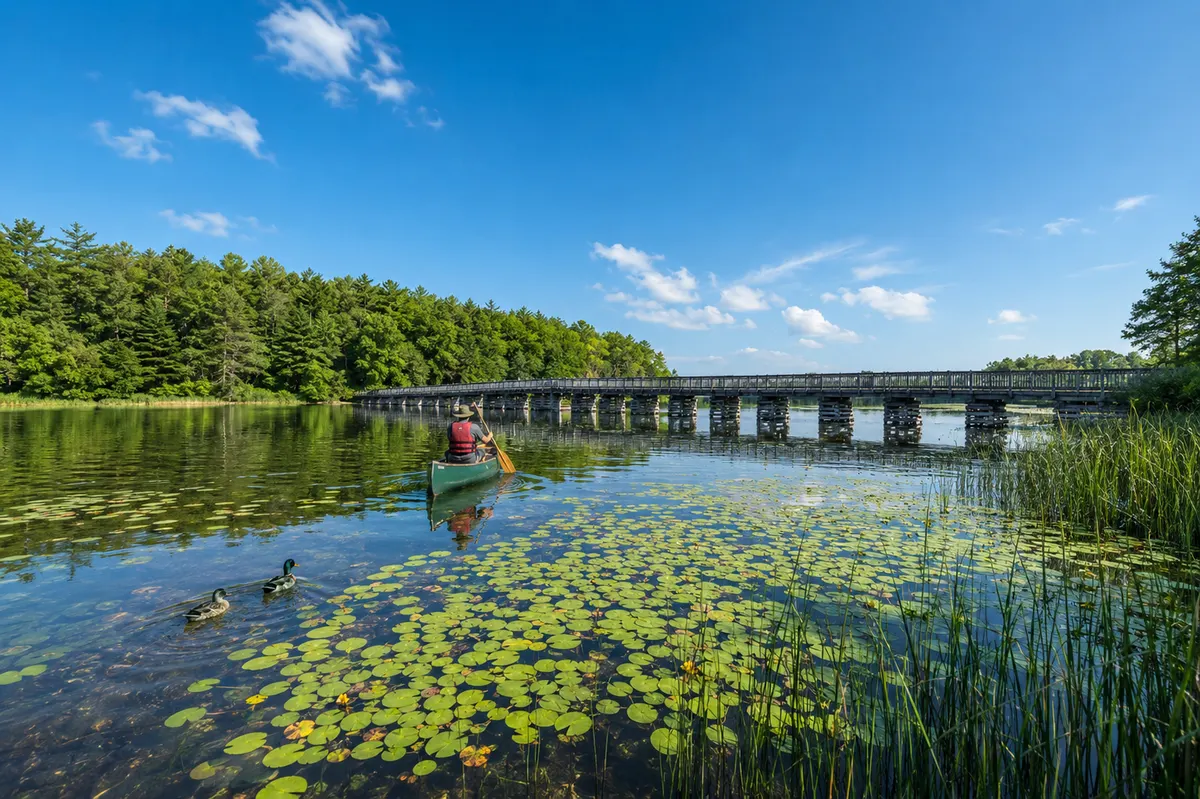 A person paddling a green canoe through lily pads on Island Lake, with two mallards nearby and a long trestle boardwalk crossing the water behind.