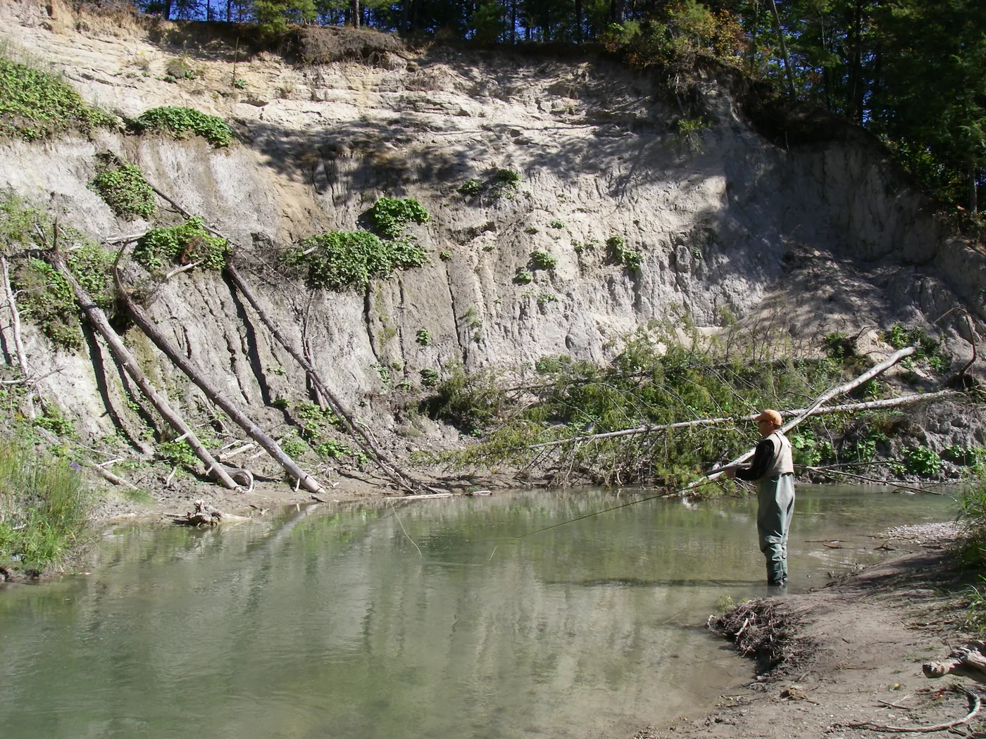 An angler fly fishing a deep pool on the Pine River beneath a high eroded clay bank hung with fallen trees.