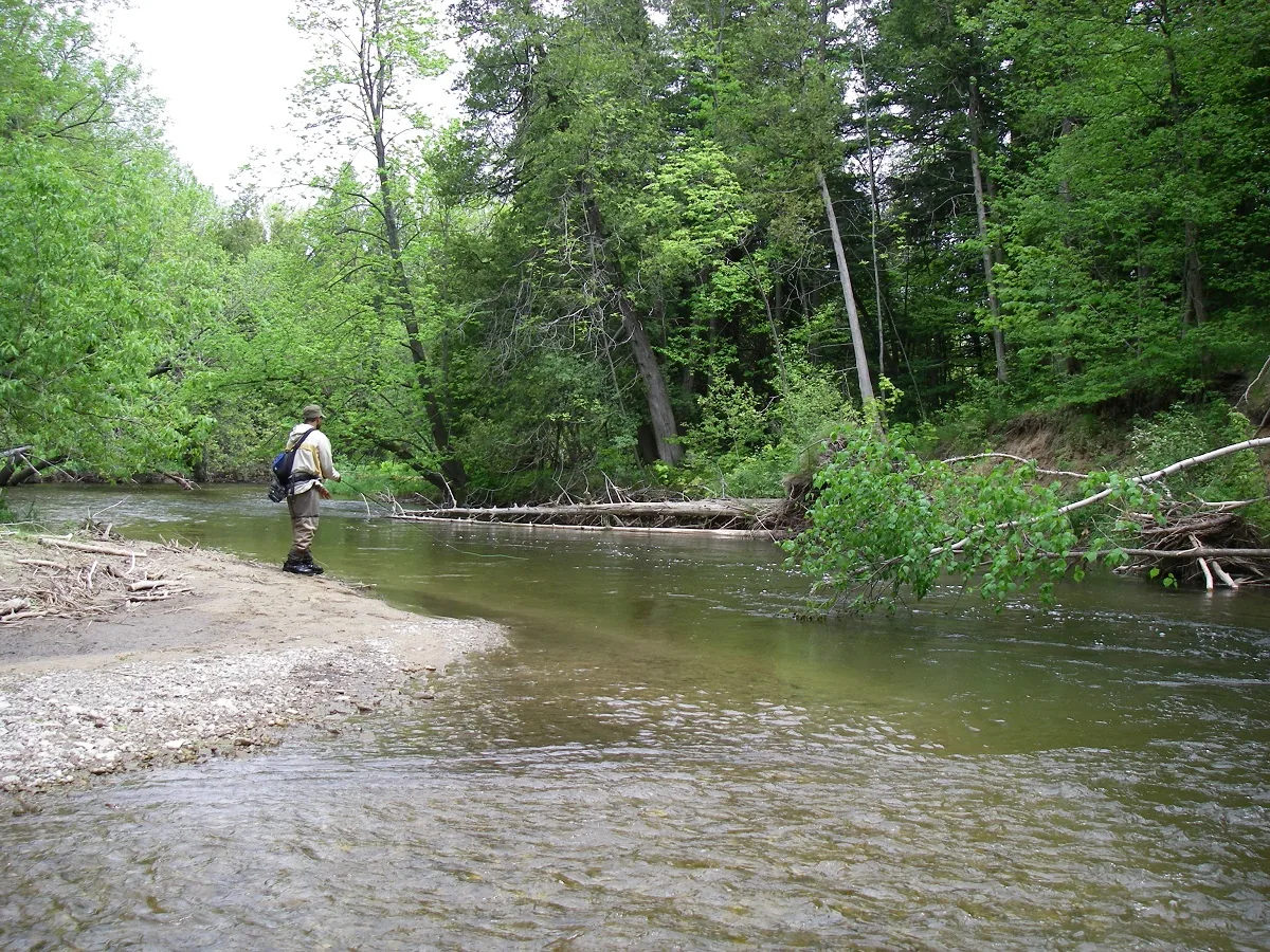 An angler working a run on the Upper Credit River in early summer, deadfall along the far bank.